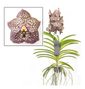 Vanda orkidé - Vanda 'Ocelot Mocha' - Höjd 55-65cm