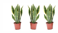 Svärmorstunga - Set om 3 - Sansevieria trifasciata - Höjd 35-40cm - ⌀12cm