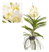 Vanda orkidé - Vanda 'Tayanee White' - Höjd 45-55cm
