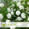 Viburnum opulus Snöbollsbuske - Set om 2 - Trädgårdsväxt - ⌀17cm - Höjd 25-40cm