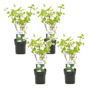 Viburnum opulus Snöbollsbuske - Set om 4 - Trädgårdsväxt - ⌀17cm - Höjd 25-40cm