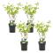 Viburnum opulus Snöbollsbuske - Set om 4 - Trädgårdsväxt - ⌀17cm - Höjd 25-40cm