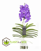 Vanda orkidé - Vanda 'New Blue' - Höjd 55-65cm