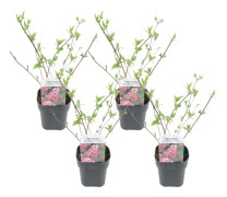 Rosendeutzia - Set om 4 - Deutzia 'Strawberry Fields' - Höjd 25-40cm - ⌀17cm