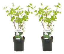Viburnum opulus Snöbollsbuske - Set om 2 - Trädgårdsväxt - ⌀17cm - Höjd 25-40cm