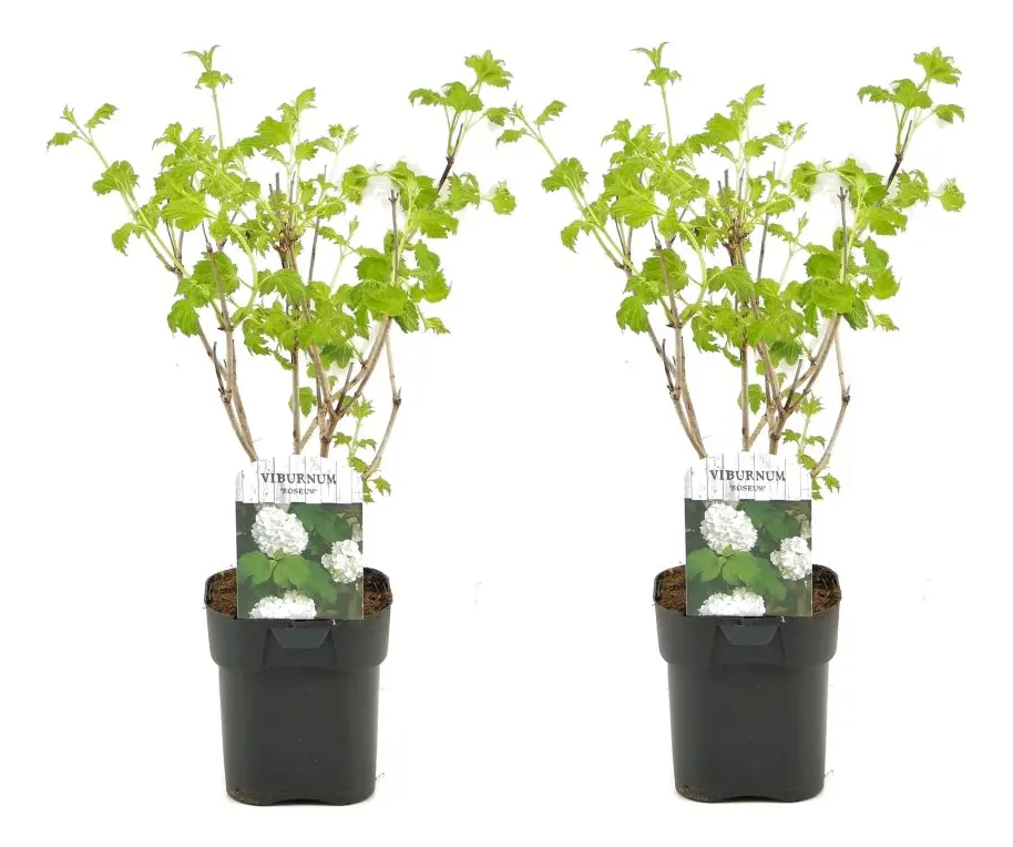 Viburnum opulus Snöbollsbuske - Set om 2 - Trädgårdsväxt - ⌀17cm - Höjd 25-40cm