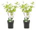 Viburnum opulus Snöbollsbuske - Set om 2 - Trädgårdsväxt - ⌀17cm - Höjd 25-40cm