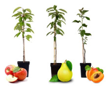 Fruktkolonner - Set om 3 - Äpple, päron - Höjd 60-70cm - ⌀9cm