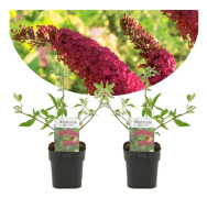 Buddleja Royal Red - Set om 2 - Blommande trädgårdsväxt - ⌀17cm - Höjd 30-40cm