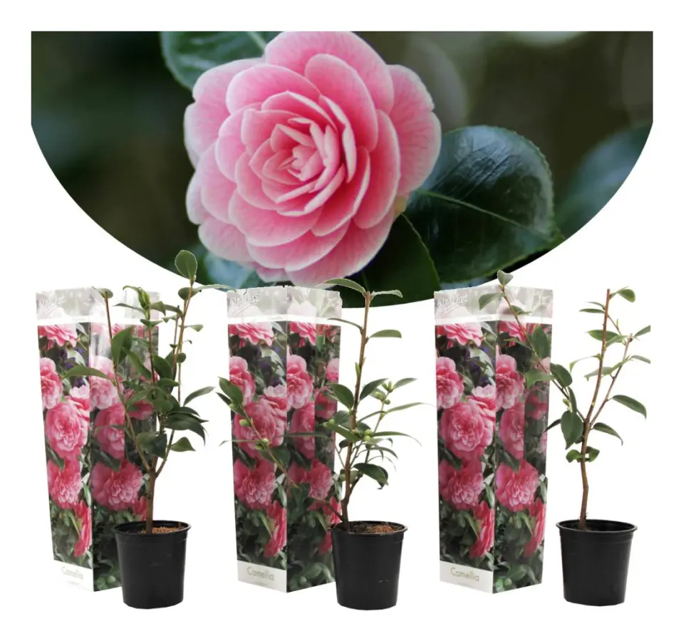 Japansk Ros - Set om 3 - Camellia japonica 'Bonomiana' - Höjd 25-40cm - ⌀9cm