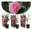 Japansk Ros - Set om 3 - Camellia japonica 'Bonomiana' - Höjd 25-40cm - ⌀9cm