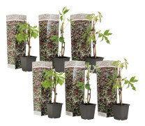 Vildvin - Set om 6 - Parthenocissus quinquefolia - Höjd 25-40cm - ⌀9cm