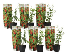 Goji bär - Set om 6 - Lycium barbarum - Höjd 25-40cm - ⌀9cm