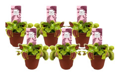 Venus flugfälla - Set om 6 - Dionaea muscipula - Höjd 5-15cm - ⌀5,5cm