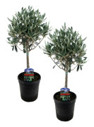 Olivträd - Set om 2 - Olea europaea - Höjd 50-60cm - ⌀14cm