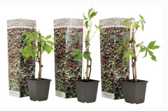 Vildvin - Set om 3 - Parthenocissus quinquefolia - Höjd 25-40cm - ⌀9cm