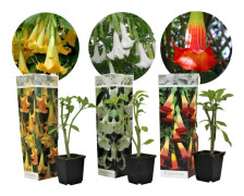 Trumpetblommor - Set om 3 - Brugmansia - Höjd 25-40cm - ⌀9cm