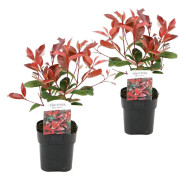 Snittmispel - Set om 2 - Photinia fraseri 'Red Robin' - Höjd 30-40cm - ⌀17cm