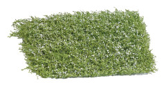 Busch 3595 Buske blommande 35 mm Vit