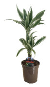 Banddracena - Dracaena deremensis 'White Stripe' - Höjd 60-70cm - ⌀17cm