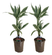Banddracena - Set om 2 - Dracaena 'White Stripe' - Höjd 60-70cm - ⌀17cm