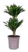 Banddracena - Dracaena surculosa - Höjd 50-65cm - ⌀17cm