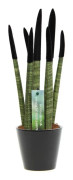 Cylindrisk svärmorstunga - Sansevieria cylindrica - Höjd 20-40cm - ⌀9cm