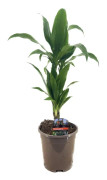 Banddracena - Dracaena deremensis 'Janet Craig' - Höjd 60-70cm - ⌀17cm
