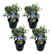 Olivbuske - Set om 4 - Olea europaea - Höjd 25-40cm - ⌀14cm