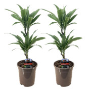 Banddracena - Set om 2 - Dracaena Deremensis 'Warneckei' - Höjd 60-70cm - ⌀17cm