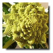 ROMANESCO BLOMKÅL