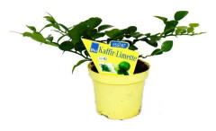 Kaffir-lime - Citrus hystrix - 2 växter - Kaffir-lime kryddväxt
