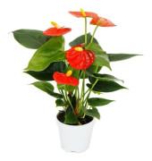 Liten flamingoblomma - Anthurium andreanum - baby anthurium - miniväxt - 7 cm kruka - apelsinblomning - Orange Champion