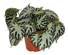 Bladbegonia "Silver Jewel" - kungbegonia - bladbegonia smycken - kruka 12cm