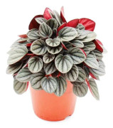 Peperomia caperata Sunrise - rödgrå dvärgpeppar - i 15 cm kruka