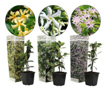 Trachelospermum jasminoides - Blandning av 3 - Jasmin - Höjd 25 -40 cm