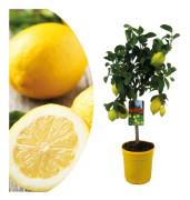 Citronträd - Citrus limon - Höjd 60-70cm - ⌀19cm
