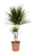 Banddracena - Dracaena marginata - Höjd 70-80cm - ⌀17cm