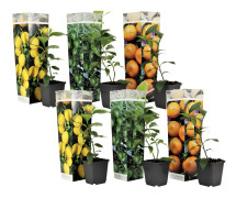 Citrusväxter - Set om 6 - Citrus limon - Höjd 25-40cm - ⌀9cm