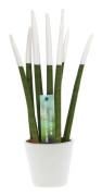 Sansevieria cylindrica sammet Touchz Vit- Krukväxt - ⌀9cm - Höjd 20-40cm