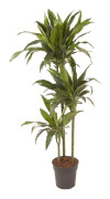 Banddracena - Dracaena deremensis 'Janet Craig' - Höjd 140-150cm - ⌀24cm
