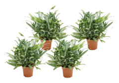 Phlebodium Blå Star - Hartassbräken - Set om 4 - Krukväxt - ⌀17 - Höjd 40-50cm