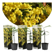 Mimosaträd - Set om 3 - Mimosa dealbata - Höjd 25-40cm - ⌀9cm