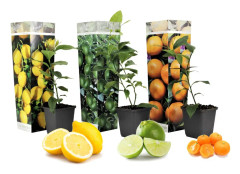 Citrusväxter - Set om 3 - Citrus limon - Höjd 25-40cm - ⌀9cm