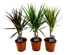 Dracaena Marginata - Banddracena - Blandning 3 - Krukväxt -⌀12cm - Höjd 30-40cm