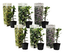 Trachelospernum jasminoides - x6 - Trädgårdsväxter - Kruka 9cm - Höjd 25-40cm