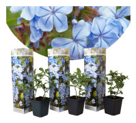Blå blyblomma - Set om 3 - Plumbago auriculata - Höjd 25-40cm - ⌀9cm
