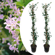 Jasmin - Set om 2 - Trachelospermum jasminoides - Höjd 110-120cm - ⌀17cm