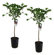Citronträd - Set om 2 - Citrus limon - Höjd 100-120cm - ⌀19cm