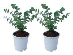 Eukalyptus - Set om 2 - Eucalyptus 'Pulverulenta' - Höjd 25-40cm - ⌀13cm